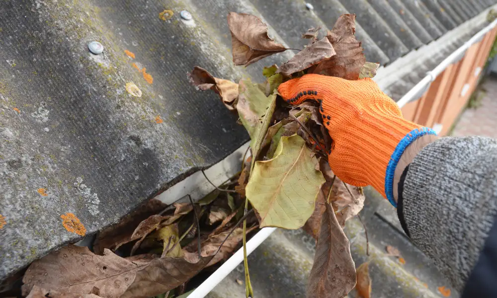 Leaves cleaning service CTA image